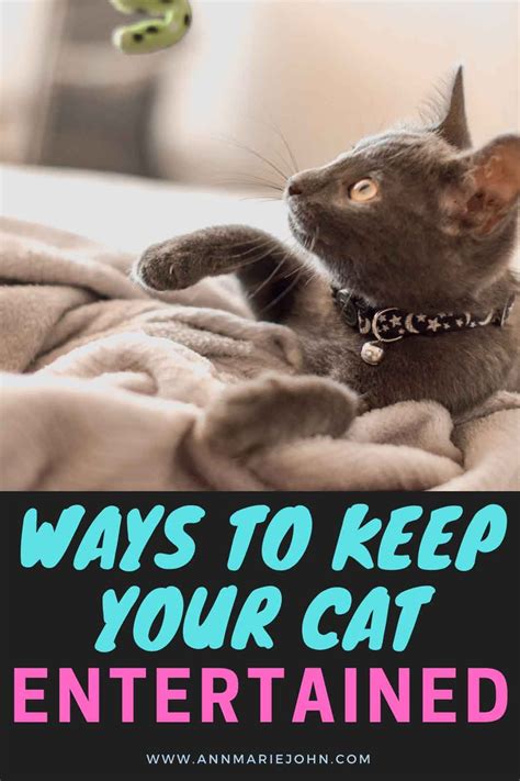 Ways To Keep Your Cat Entertained Cats Cat Entertainment Kitten Care