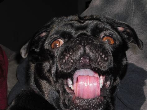 My Crazy Pug In Mid Yawn Pug Love Yawning Pugs Buddy Crazy Mid