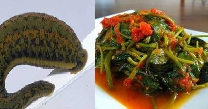 lintah kangkung