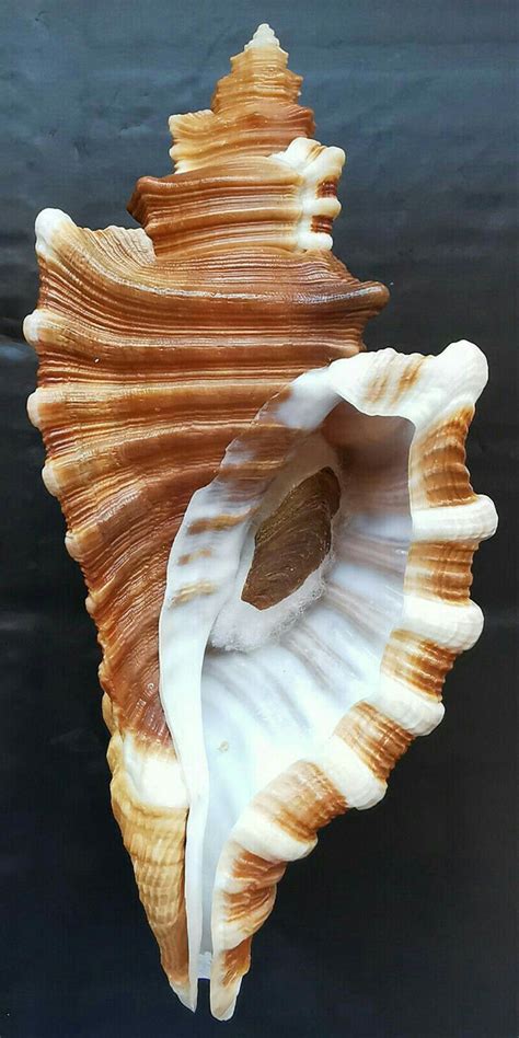 Geometry In Nature Beautiful Sea Creatures Ocean Treasures Snail