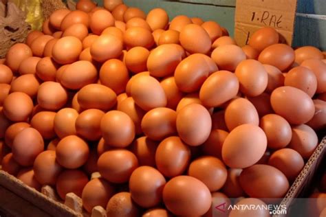 harga telur ayam ras  ambon normal  bervariasi antara news ambon