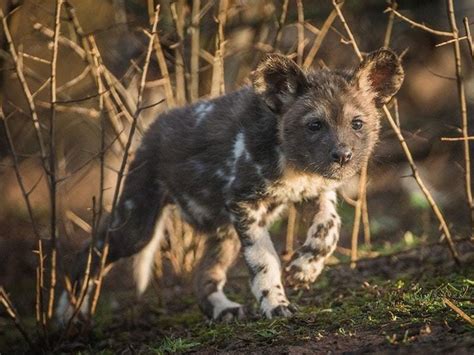 Watch These African Painted Dog Pups Born At Chester Zoo Are As