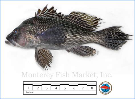Black Sea Bass Monterey Fish Market Seafood Index — Monterey Fish Market