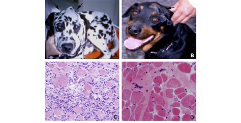 What Causes Masticatory Muscle Myositis In Dogs