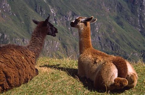 ANIMALES DE PERU - Imagui