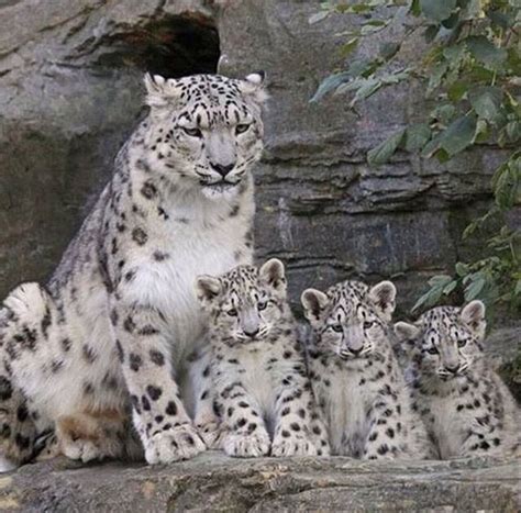 Snow Leopards Baby Snow Leopard Beautiful Cats Big Cats