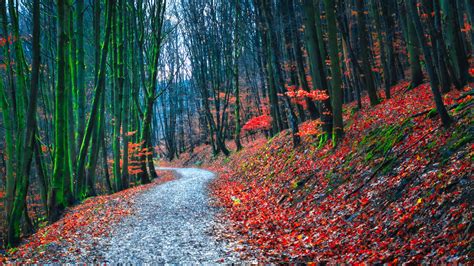 Download Wallpaper 3840x2160 Forest Path Autumn Nature Fallen Leaves 4k Uhd 169 Hd Background