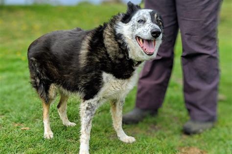 Lassie Border Collie Rspca Macclesfield Se Cheshire And Buxton Branch