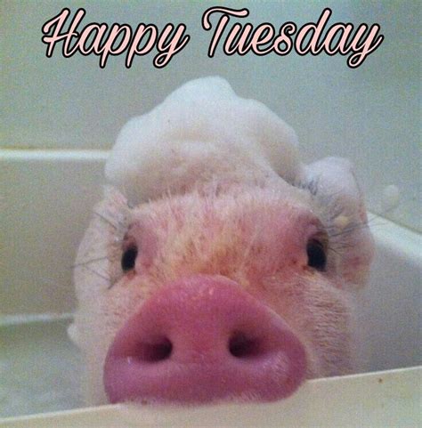 Starting from today lets make the world a better place to live for animals. Pin on Happy Tuesday