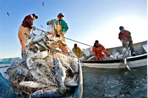 Gobierno Baja California Otorgó Permisos De Pesca A Habitantes De