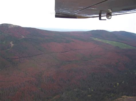 Jasper National Parks Pines Turning Red In The Wake Of Mountain Pine