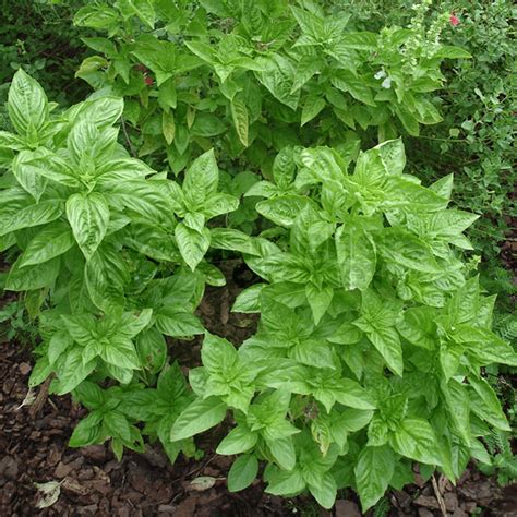 Mint Basil 1 Plant Garden Kitchen Herb For Cooking