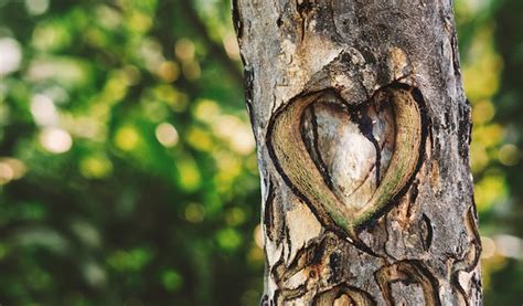 Premium Photo A Heart Carved Into The Tree