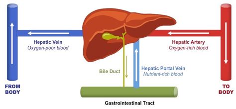 This is an online quiz called liver diagram. Red Liver Diagram | Wiring Diagram
