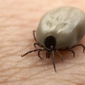 New Resources to Help Mainers Combat Ticks - The Maine Sportsman