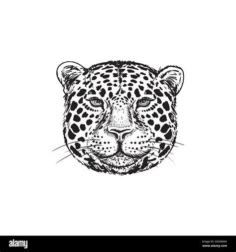 Cute Jaguar Clipart Black And White