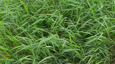 Quack Grass What It Is And How To Remove It Gardeningetc