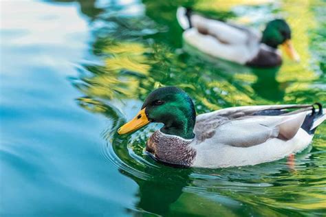 Fun Duck Facts For Kids