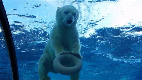 Polar Bear Loves His Pool Float Youtube