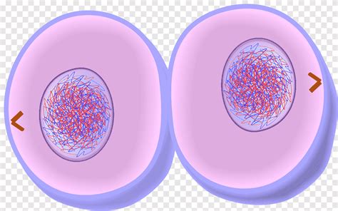 Mitose Citocinese Divisão Celular Telófase Prometáfase Outros