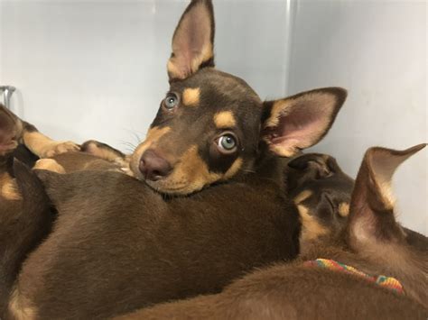 Your Favourite Vet, Duncan McGinness, Dubbo