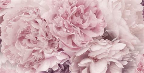 You can download them in all of these pink background images and vectors have high resolution and can be used as banners. Desktop Peonies Wallpapers - Wallpaper Cave