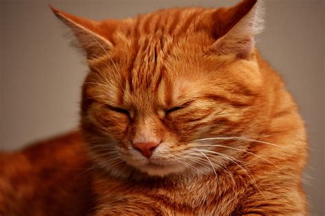 Pin By Jeda On Cats All Cats Orange Tabby Cats Cat Breeds