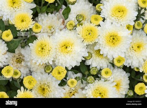 Chrysanthemums Border Hi Res Stock Photography And Images Alamy