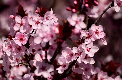 Download 4928x3264 Sakura Blossom Petals Close Up Branches Tree