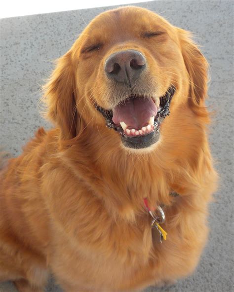 Happy Golden Golden Retriever Dogs Happy Dogs