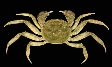 Chinese Mitten Crab