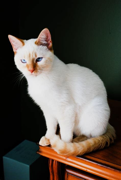 Flame Point Siamese Siamese Cats Siamese Kittens Cats