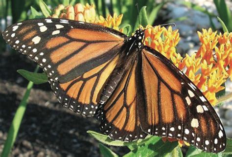 Monarch Identification Monarch Butterfly Texas Nature Trackers