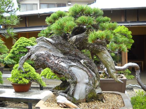 53 fecha de inscripción : Daily Glimpses Of Japan: Bonsai Garden, Omiya, Saitama