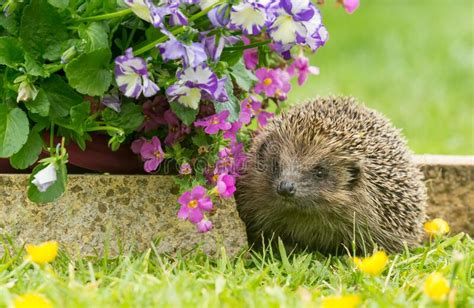 Hedgehog In A Summer Garden With Colourful Flowers Stock Photo Image
