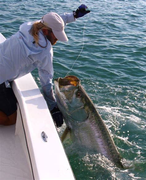 Tarpon Caught Along The Beaches Of Southwest Florida With Capt Mark