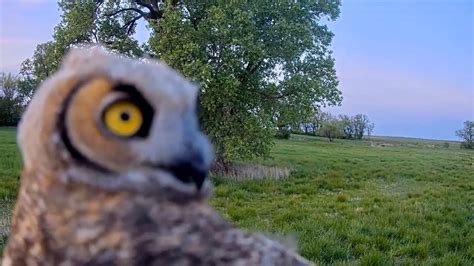 Kansas Great Horned Owl 5 13 21 Tiger And Lily Stop By Cam2 For New