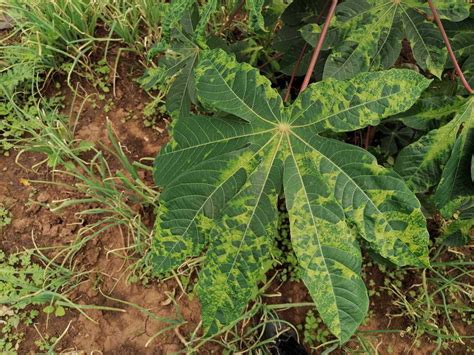 Cassava Mosaic Diseases 520