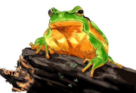 Pin By Ellen Bounds On Sketches Of Frogs Animals Frog Sketches