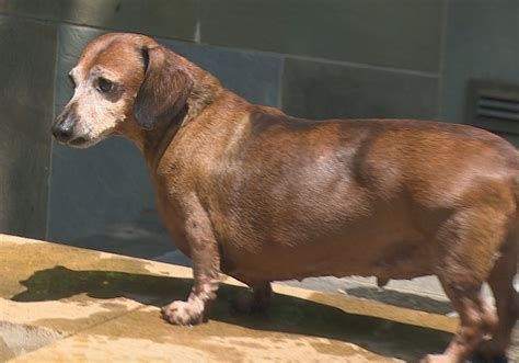 Skinny Vinnie The Dachshund From Overweight To Inspiration Petmd