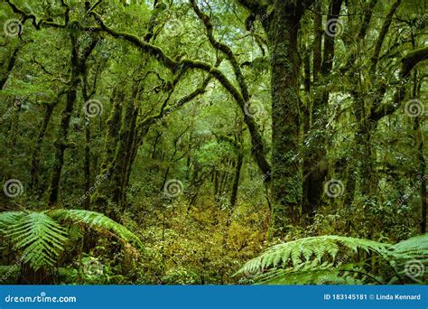 Beautiful Rainforest On The Milford Track Fiordland National Park New