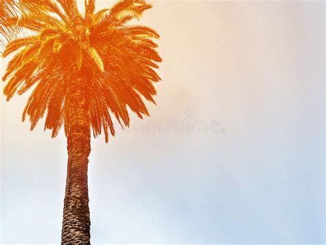 California Palm Trees In A Vintage Style Stock Photo Image Of Nature