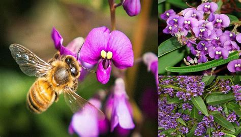 Contrary to popular belief, bees aren't just a summertime inconvenience. 10 Best Plants that Attract Bees to your Flowers Garden ...