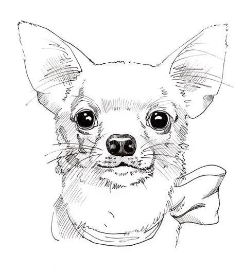 Pin Von Elizabeth Tillotson Auf Dog Chihuahua Zeichnen Einfach