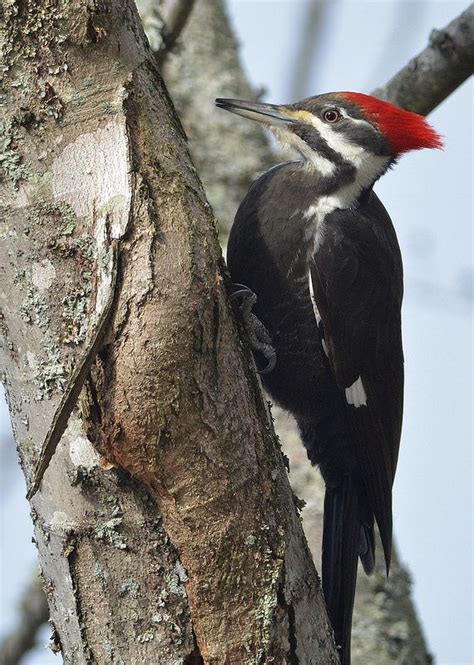 Dsc8325pileatedwoodpeckerfemale Woodpecker Beautiful Birds Amazing Photography