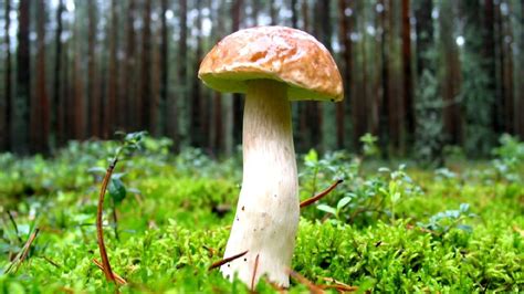 Spike In Wild Mushroom Poisonings Prompts Warning The Northern Daily