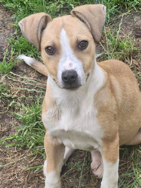 Adopt Animals at Guardian Angels Animal Rescue