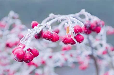 무료 이미지 자연 분기 눈 화이트 말린 씨앗 꽃잎 서리 얼음 봄 빨간 겨울 왕국 담홍색 벚꽃 작은