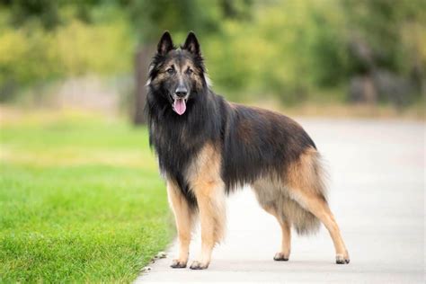 Long Haired Belgian Malinois Everything You Need To Know
