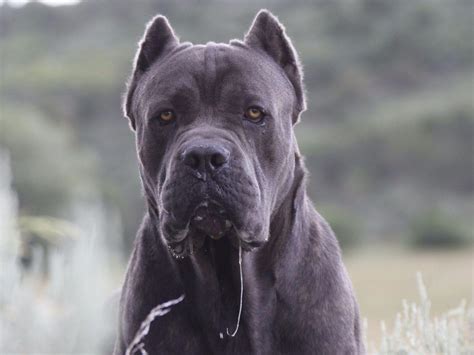They are intelligent, very loyal, and protective, which makes them wary of strangers and excellent watchdogs. Cane Corso Puppies For Sale - AKC Marketplace